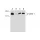 Phenylarsine oxide: sc-3521. Western blot analysis of Cofilin 1 phosphorylation in K-562 (A), lambda phosphatase (sc-20031 