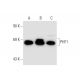 PHF1 Antibody (864C6a) - Western Blotting - Image 66162 
