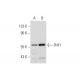 PHF1 Antibody (H-1) - Western Blotting - Image 333715