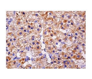 PHF13 Antibody (G-9) - Immunohistochemistry - Image 158584 