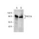 PHF21A Antibody (F-9) - Western Blotting - Image 159783 