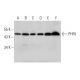 PHF6 Antibody (C-6) - Western Blotting - Image 325142 