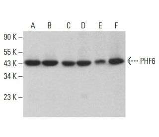 PHF6 Antibody (H-4) - Western Blotting - Image 385271 