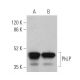 PhLP Antibody (A-8) - Western Blotting - Image 372089 