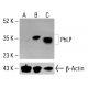 PhLP Antibody (A-8) - Western Blotting - Image 414871