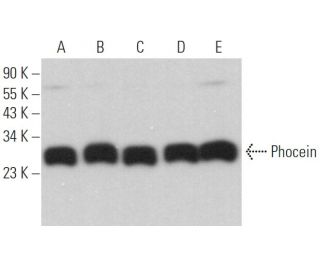 Phocein Antibody (D-5) - Western Blotting - Image 367155 