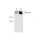 Phocein Antibody (E-6) - Western Blotting - Image 62728