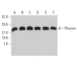 Phocein Antibody (E-6) - Western Blotting - Image 373029 