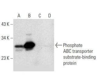Phosphate ABC transporter substrate-binding protein Antibody (A-10) - Western Blotting - Image 300608 