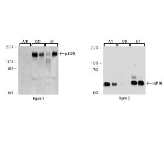 EGF treated A-431 cells were processed by using the PhosphoCruz<sup>&trade;</sup> Protein Purification System sc-24964. Fi 