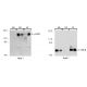 EGF treated A-431 cells were processed by using the PhosphoCruz™ Protein Purification System sc-24964. Fi 