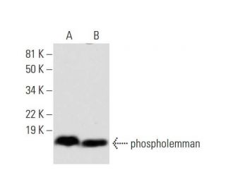phospholemman Antibody (A-8) - Western Blotting - Image 290836 