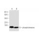 phospholemman Antibody (A-8) - Western Blotting - Image 290836 