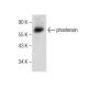phostensin Antibody (B-11) - Western Blotting - Image 159889