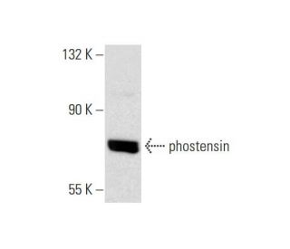 phostensin Antibody (F-5) - Western Blotting - Image 145573 