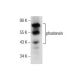 phostensin Antibody (H-9) - Western Blotting - Image 159503 
