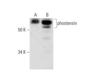 phostensin Antibody (H-9) - Western Blotting - Image 294406 