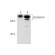 phostensin Antibody (H-9) - Western Blotting - Image 294406 