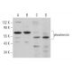 phostensin Antibody (H-9) - Western Blotting - Image 366584