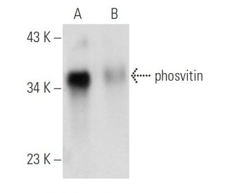 phosvitin Antibody (D-5) - Western Blotting - Image 11334