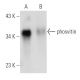 phosvitin Antibody (D-5) - Western Blotting - Image 11334