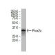 Phox2a Antibody (37K-2) - Western Blotting - Image 33629