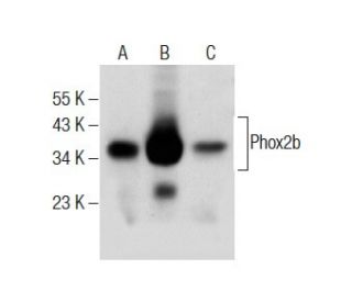 Phox2b Antibody (B-11) - Western Blotting - Image 283861 