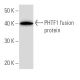 PHTF1 Antibody (PHTF1R8) - Western Blotting - Image 16874 