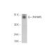 PHYHIPL Antibody (B-9) - Western Blotting - Image 333447