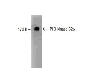 PI 3-kinase C2&alpha; Antibody (17) - Western Blotting - Image 127474