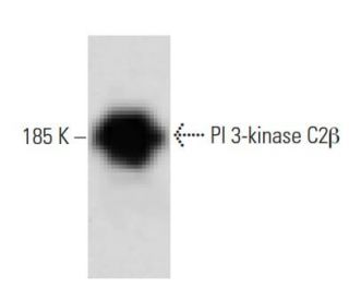 PI 3-kinase C2&beta; Antibody (22) - Western Blotting - Image 60206
