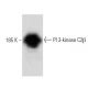 PI 3-kinase C2β Antibody (22) - Western Blotting - Image 60206