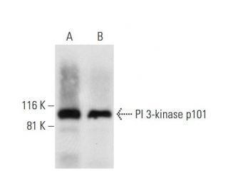 PI 3-kinase p101 Antibody (E-12) - Western Blotting - Image 290919 