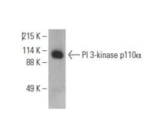 PI 3-kinase p110&alpha; Antibody (E-7) - Western Blotting - Image 393042Each CRISPR/Cas9 Knockout (KO) Plasmid product consists of a pool of 3 plasmids designed to ensure identification and cleavage of a specific gene for maximum knockout efficiency. Each plasmid encodes a unique 20 nt sequence derived from the GeCKO (v2) library. 