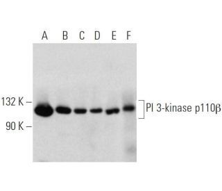 PI 3-kinase p110&beta; Antibody (C-8) - Western Blotting - Image 374554 