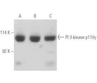 PI 3-kinase p110γ Antibody (D-12) - Western Blotting - Image 398056