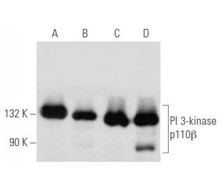 PI 3-kinase p110&beta; Antibody (C-8) - Western Blotting - Image 354856 