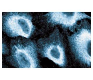 PI 3-kinase p110&delta; Antibody (29) - Immunofluorescence - Image 60659 