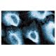 PI 3-kinase p110δ Antibody (29) - Immunofluorescence - Image 60659 