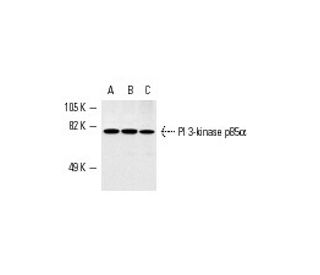 PI 3-kinase p85α Antibody (B-9) - Western Blotting - Image 2268