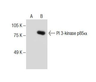 PI 3-kinase p85&alpha; Antibody (D-3) - Western Blotting - Image 285026 