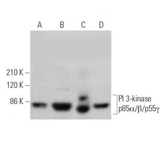 PI 3-kinase p85&alpha;/&beta;/p55&gamma; Antibody (D-9) - Western Blotting - Image 352011 