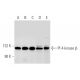 PI 4-kinase β Antibody (E-4) - Western Blotting - Image 65625 
