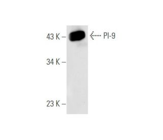 PI-9 Antibody (6D700) - Western Blotting - Image 59326 
