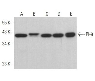 PI-9 Antibody (F-12) - Western Blotting - Image 385220 