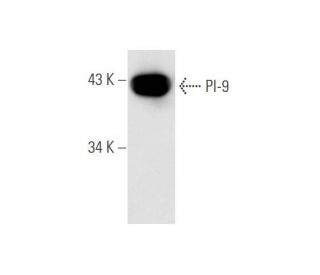 PI-9 Antibody (PI9-17) - Western Blotting - Image 59325 
