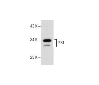 PI31 Antibody (26) - Western Blotting - Image 157880 