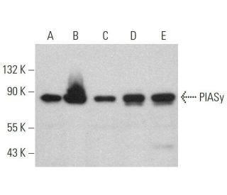 PIASy Antibody (H-9) - Western Blotting - Image 359088 