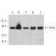 PIASy Antibody (H-9) - Western Blotting - Image 359088 