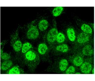 PIBF Antibody (G-10) - Immunofluorescence - Image 296382 